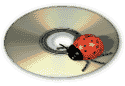 ladybug on a cd