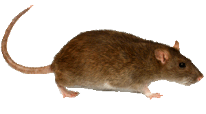 realistic rat quickly jumping