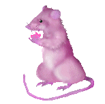 realistic pink rat